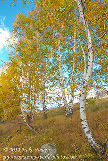 Early Autumn Birch Trees Early Autumn Birch Trees Betula pendula,Bulgaria,Geotagged,Silver birch,autumn,birch,fall,yellow leaves