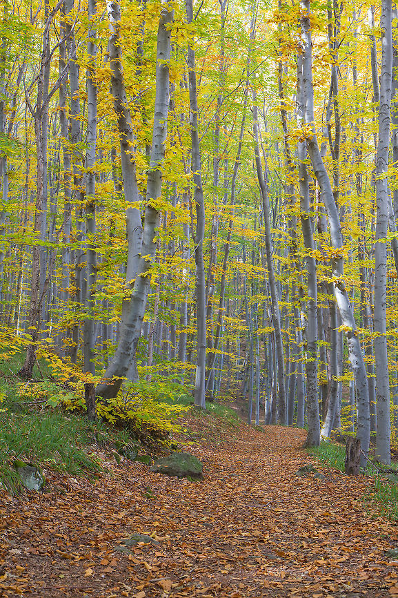 Golden Autumn Beech Forest  Bulgaria,European Beech,Fagus sylvatica,Geotagged