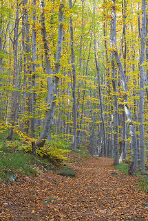 Golden Autumn Beech Forest  Bulgaria,European Beech,Fagus sylvatica,Geotagged