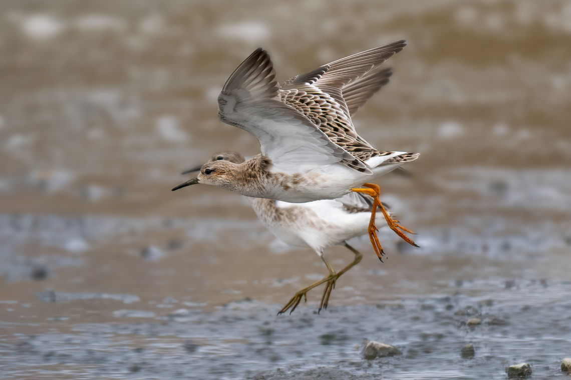 Ruffs - Calidris pugnax  Animalia,Aves,Bulgaria,Calidris pugnax,Charadriiformes,Chordata,Europe,Geotagged,Mramor reservoir,Philomachus pugnax,Ruff,Scolopacidae,Sofia,Spring,Wildlife