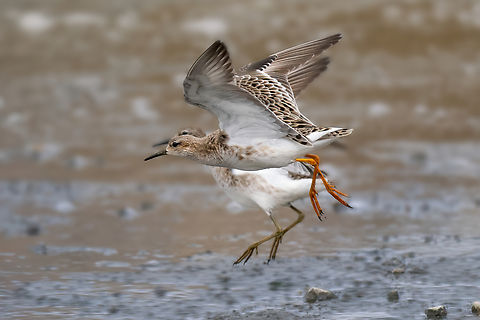 Ruffs - Calidris pugnax  Animalia,Aves,Bulgaria,Calidris pugnax,Charadriiformes,Chordata,Europe,Geotagged,Mramor reservoir,Philomachus pugnax,Ruff,Scolopacidae,Sofia,Spring,Wildlife
