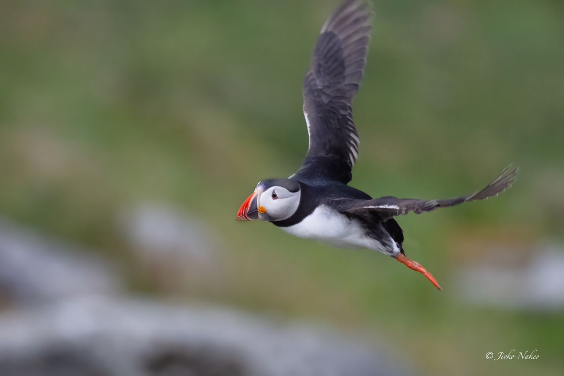 Atlantic Puffin - Fratercula arctica  Alcidae,Animalia,Atlantic Puffin,Aves,Charadriiformes,Chordata,Europe,Fratercula arctica,Geotagged,Norway,Runde island,Summer,Wildlife,Тъпоклюна кайра