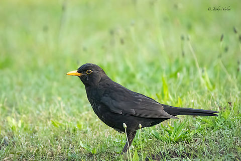 Common blackbird - Turdus merula  1jd,Animalia,Aves,Chordata,Common Blackbird,Common blackbird,Czechia,Europe,Geotagged,Passeriformes,Passerine,Spring,Turdidae,Turdus merula,Wildlife
