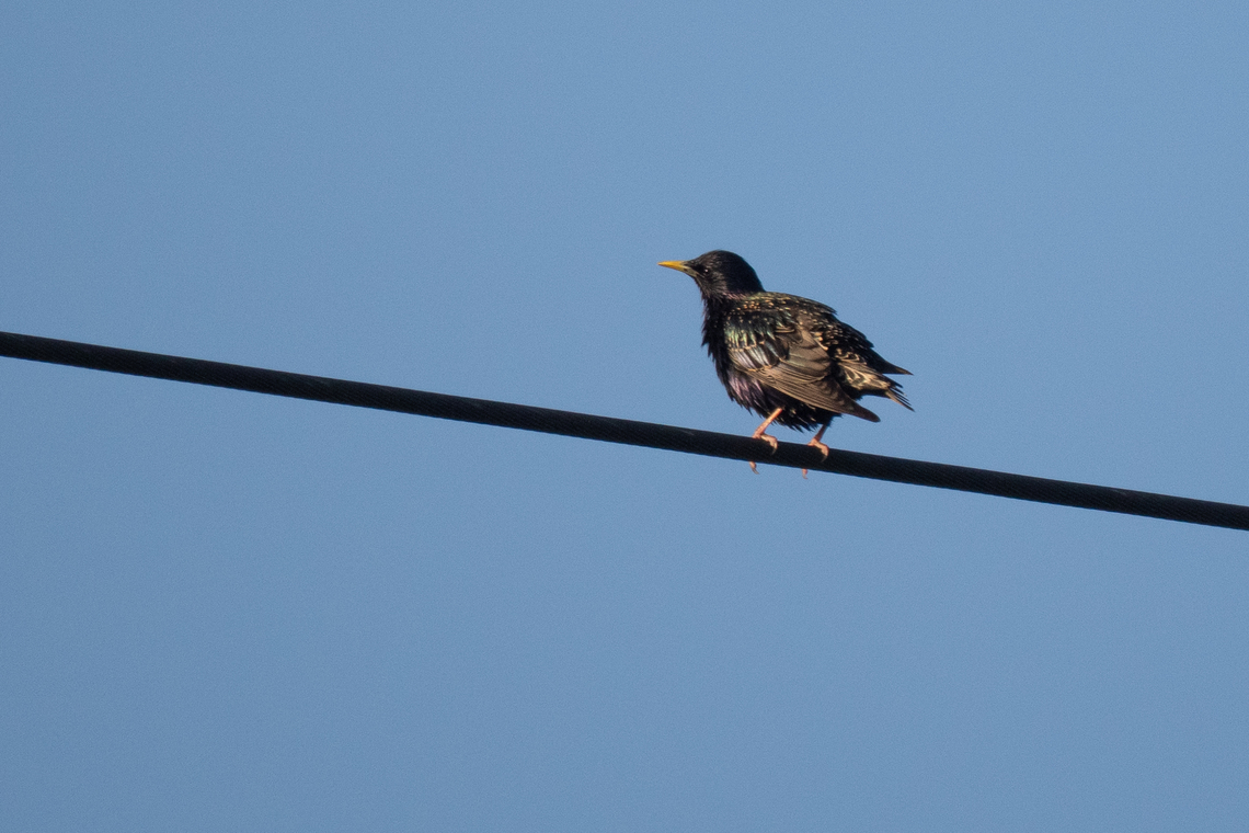 Common starling - Sturnus vulgaris  Animalia,Aves,Chordata,Common Starling,Czechia,Europe,Geotagged,Passeriformes,Passerine,Spring,Starlings,Sturnidae,Sturnus vulgaris,Wildlife