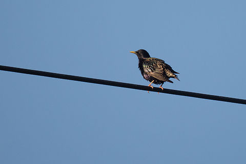 Common starling - Sturnus vulgaris  Animalia,Aves,Chordata,Common Starling,Czechia,Europe,Geotagged,Passeriformes,Passerine,Spring,Starlings,Sturnidae,Sturnus vulgaris,Wildlife