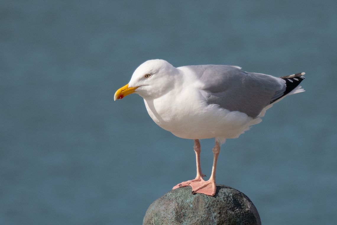Herring gull - Larus argentatus  Animalia,Aves,Charadriiformes,Chordata,Denmark,Europe,European herring gull,Geotagged,Herring gull,Laridae,Larus argentatus,Spring,Wildlife