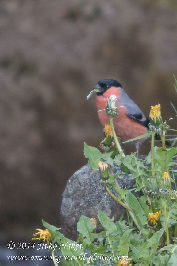 Bullfinch Eurasian Bullfinch - Pyrrhula pyrrhula Bulgaria,Bullfinch,Eurasian Bullfinch,Geotagged,Pyrrhula pyrrhula,aves,birds,nature,passerine