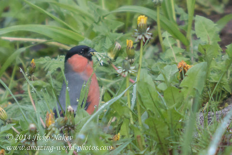 Bullfinch Eurasian Bullfinch - Pyrrhula pyrrhula Bulgaria,Bullfinch,Eurasian Bullfinch,Geotagged,Pyrrhula pyrrhula,aves,birds,nature,passerine