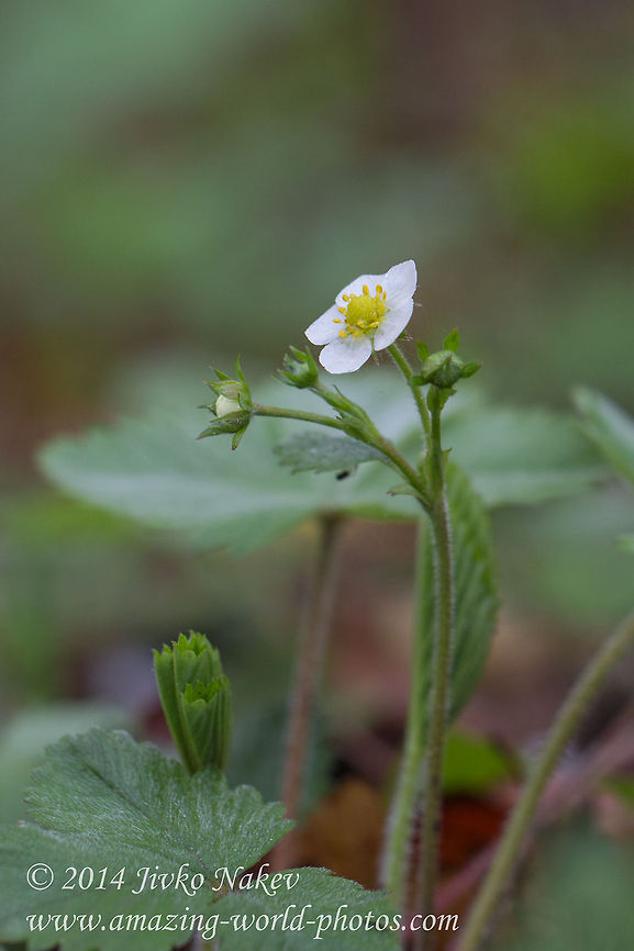 Woodland Strawberry Flower Woodland Strawberry Flower - Fragaria vesca Bulgaria,Fragaria vesca,Fraise des bois,Geotagged,Woodland Strawberry Flower,Woodland strawberry,nature,plant,wild strawberry