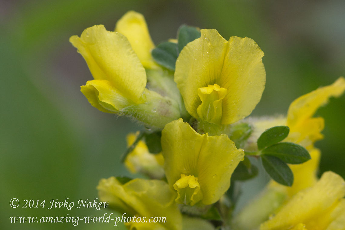 Clustered Broom (Hairy Broom) Clustered Broom, Hairy Broom - Chamaecytisus hirsutus, Cytisus hirsutus Bulgaria,Chamaecytisus hirsutus,Clustered Broom,Cytisus hirsutus,Fabaceae,Geotagged,Hairy Broom,nature,plant