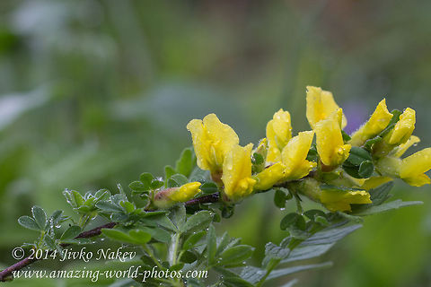 Clustered Broom (Hairy Broom) Clustered Broom, Hairy Broom - Chamaecytisus hirsutus, Cytisus hirsutus Bulgaria,Chamaecytisus hirsutus,Clustered Broom,Cytisus hirsutus,Fabaceae,Geotagged,Hairy Broom,nature,plant