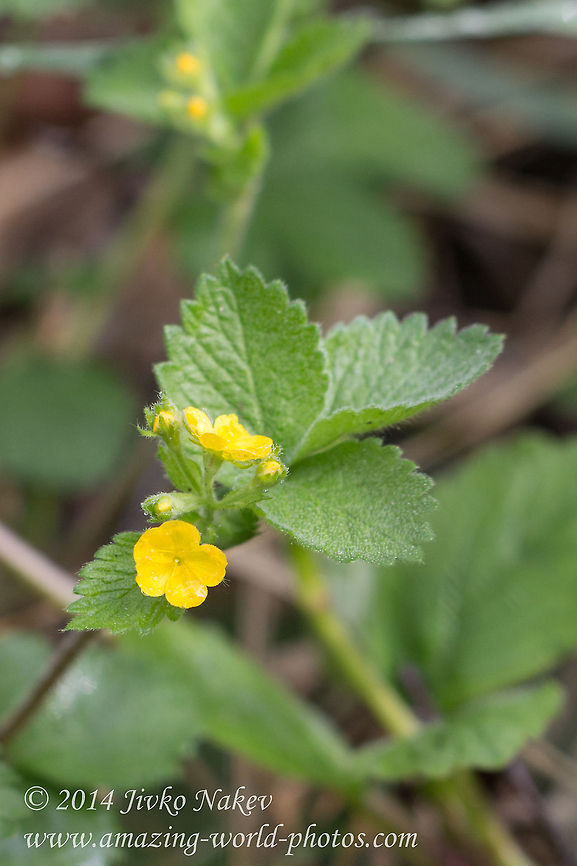 Bastard Agrimony Yellow Flower Bastard Agrimony - Aremonia agrimonoides Aremonia agrimonoides,Bastard Agrimony,Bulgaria,Geotagged,nature,plant,yellow flower