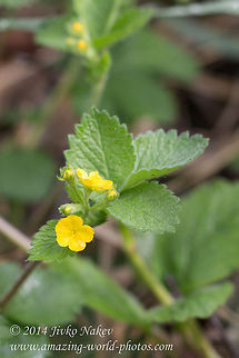 Bastard Agrimony Yellow Flower Bastard Agrimony - Aremonia agrimonoides Aremonia agrimonoides,Bastard Agrimony,Bulgaria,Geotagged,nature,plant,yellow flower