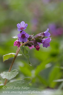 Common lungwort Common lungwort - Pulmonaria officinalis Bulgaria,Common lungwort,Geotagged,Pulmonaria officinalis,flower,multicolor flower,nature,plant