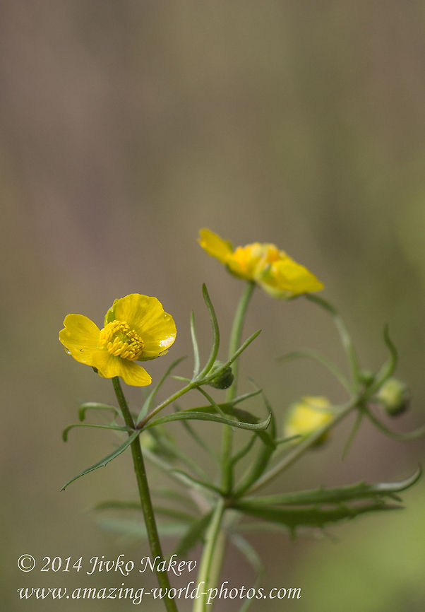 Meadow Buttercup Meadow Buttercup - Ranunculus acris Bulgaria,Geotagged,Meadow Buttercup,Ranunculus acris,flower,nature,plant,wild flower,yellow flower