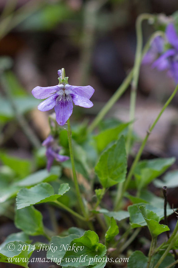 Common Dog-violet Common Dog-violet, Wood Violet - Viola riviniana Bulgaria,Common Dog-violet,Geotagged,Viola odorata,Viola riviniana,Wood Violet,Wood violet,flora,nature,plant,wild flower