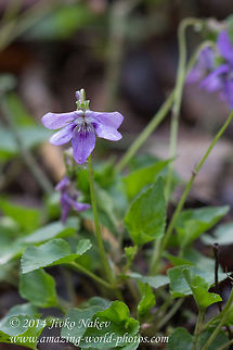 Common Dog-violet Common Dog-violet, Wood Violet - Viola riviniana Bulgaria,Common Dog-violet,Geotagged,Viola odorata,Viola riviniana,Wood Violet,Wood violet,flora,nature,plant,wild flower