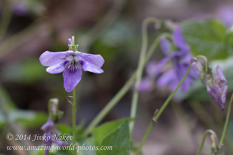 Common Dog-violet Common Dog-violet - Viola riviniana Bulgaria,Common Dog-violet,Geotagged,Viola riviniana,flora,nature,plant,wild flower