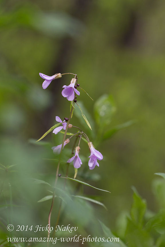 Coralroot Bittercress Cardamine bulbifera, syn. Dentaria bulbifera Bittercress,Bulgaria,Cardamine bilbifera,Cardamine bulbifera,Coral-wort,Coralroot,Coralroot Bittercress,Dentaria bulbifera,Geotagged,nature,plant,wild flower