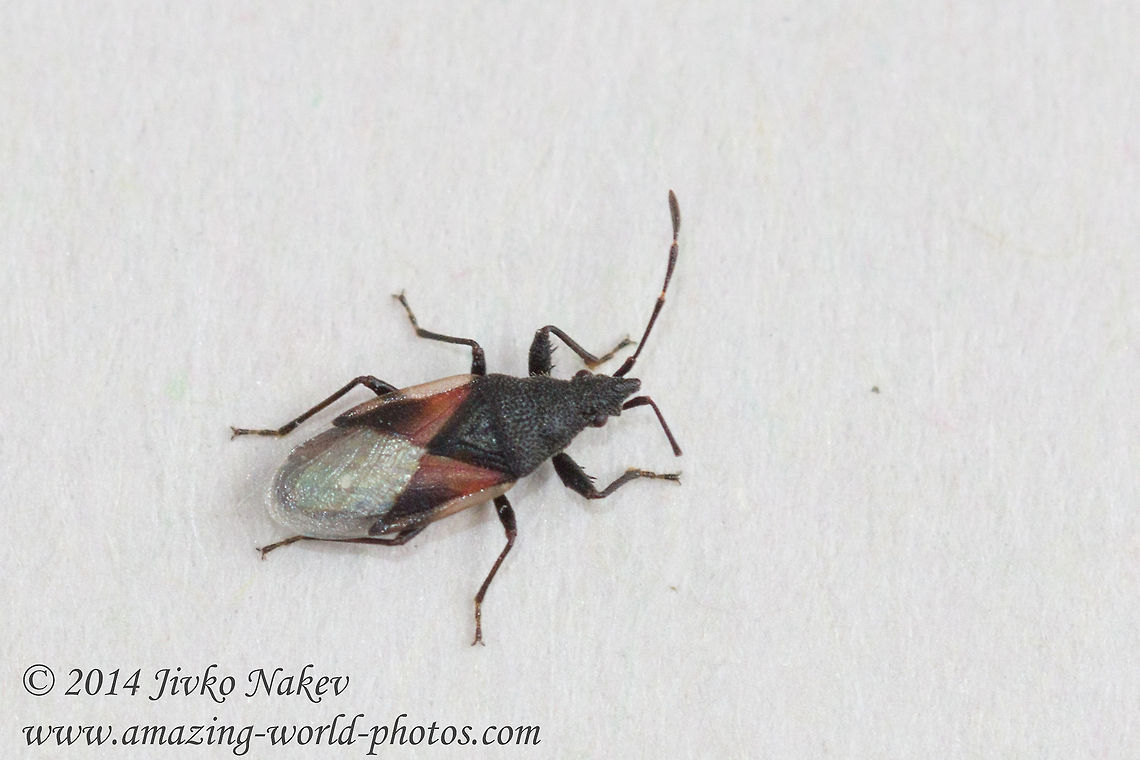 Mediterranean Ground Bug Mediterranean Ground Bug - Oxycarenus lavaterae Bulgaria,Geotagged,Mediterranean Ground Bug,Oxycarenus lavaterae,bugs,heteroptera,insects,nature