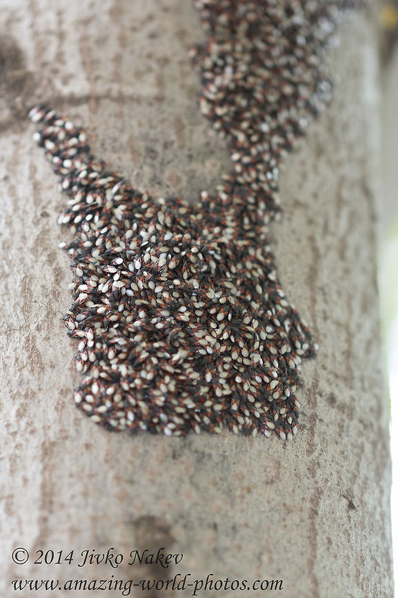 Mediterranean Ground Bug Mediterranean Ground Bug - Oxycarenus lavaterae Bulgaria,Geotagged,Mediterranean Ground Bug,Oxycarenus lavaterae,bugs,heteroptera,insects,nature