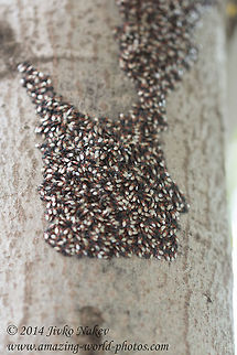 Mediterranean Ground Bug Mediterranean Ground Bug - Oxycarenus lavaterae Bulgaria,Geotagged,Mediterranean Ground Bug,Oxycarenus lavaterae,bugs,heteroptera,insects,nature