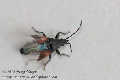 Mediterranean Ground Bug Mediterranean Ground Bug - Oxycarenus lavaterae Bulgaria,Geotagged,Mediterranean Ground Bug,Oxycarenus lavaterae,bugs,heteroptera,insects,nature
