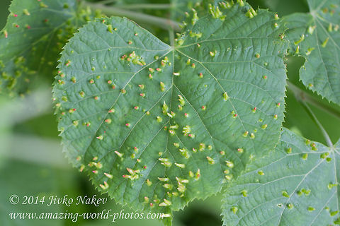 Lime Nail Gall Lime Nail Gall - Eriophyes tiliae Acari,Bulgaria,Eriophyes tiliae,Gall mite,Geotagged,Lime nail gall,Lime tree,Mite,Tilia europaea,gall-former,nature