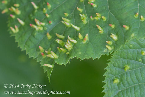 Lime Nail Gall Lime Nail Gall - Eriophyes tiliae Acari,Bulgaria,Eriophyes tiliae,Gall mite,Geotagged,Lime nail gall,Lime tree,Mite,Tilia europaea,gall-former,nature