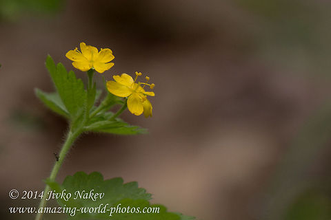 Bastard Agrimony Yellow Flower Bastard Agrimony - Aremonia agrimonoides Aremonia agrimonoides,Bastard Agrimony,Bulgaria,Geotagged,nature,plant,yellow flower