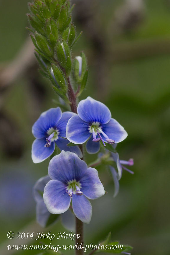 Germander speedwell Germander speedwell -Veronica chamaedrys Bird's-eye speedwell,Bulgaria,Geotagged,Germander speedwell,Veronica chamaedrys,flower,nature,plant,wild flower