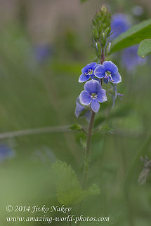 Germander speedwell Germander speedwell -Veronica chamaedrys Bird's-eye speedwell,Bulgaria,Geotagged,Germander speedwell,Veronica chamaedrys,flower,nature,plant,wild flower