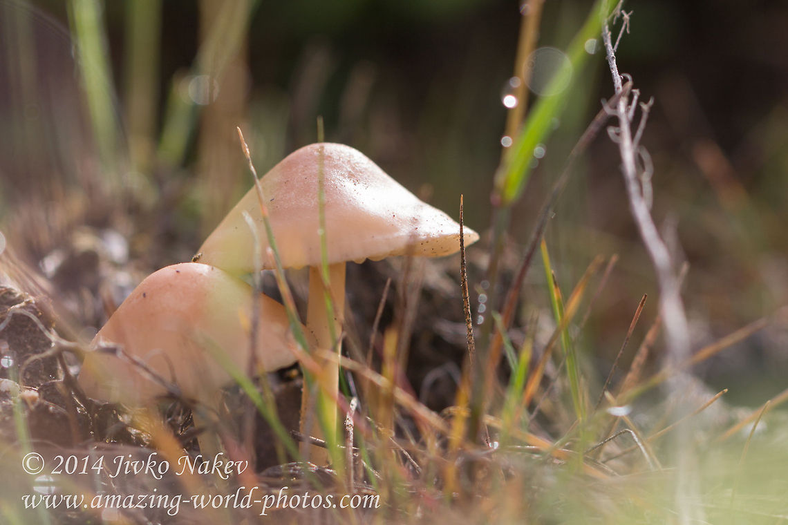 Scotch bonnet mushroom Scotch bonnet mushroom - Marasmius oreades Bulgaria,Geotagged,Marasmius oreades,Scotch bonnet,Scotch bonnet mushroom,fungi,nature