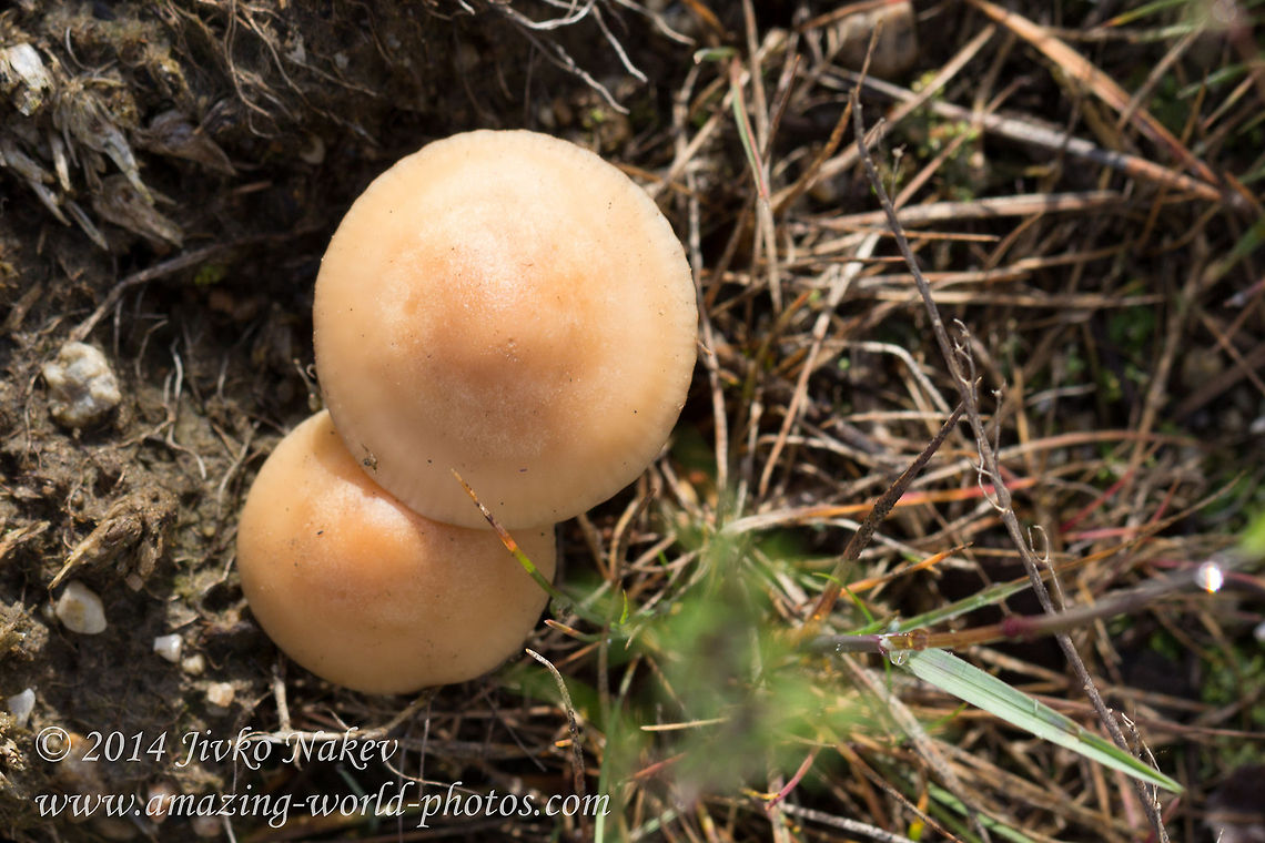 Scotch bonnet mushroom Scotch bonnet mushroom - Marasmius oreades Bulgaria,Geotagged,Marasmius oreades,Scotch bonnet,Scotch bonnet mushroom,fungi,nature