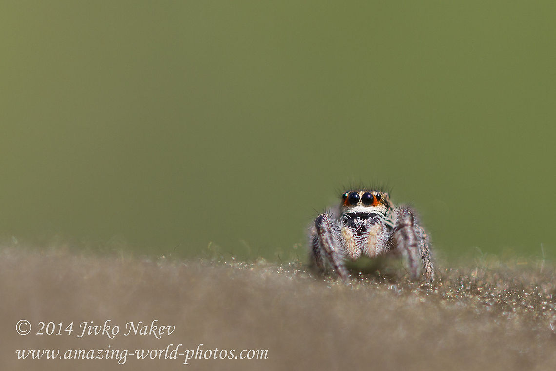 Jumping spider Jumping spider - Species? Bulgaria,Geotagged,Jumping spider,Pellenes seriatus,Salticoidea,arachnida,araneae,nature