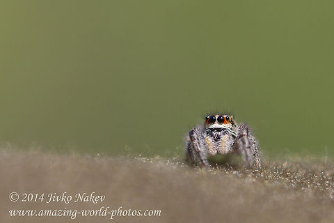 Jumping spider Jumping spider - Species? Bulgaria,Geotagged,Jumping spider,Pellenes seriatus,Salticoidea,arachnida,araneae,nature