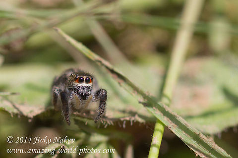 Jumping spider Jumping spider - Species? Bulgaria,Geotagged,Jumping spider,Pellenes seriatus,Salticoidea,arachnida,araneae,nature
