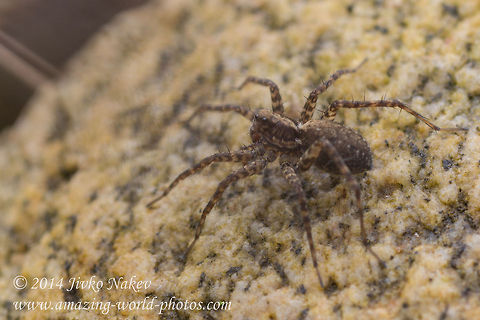 Wolf spider Wolf spider - Pardosa amentata Bulgaria,Geotagged,Lycosidae,Pardosa amentata,Spotted wolf spider,Wolf spider,arachnida,nature
