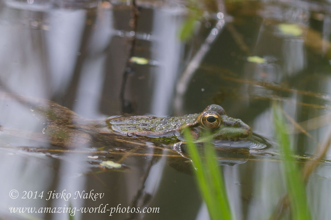 Marsh frog Marsh frog - Pelophylax ridibunda Bulgaria,Geotagged,Marsh Frog,Pelophylax ridibunda,Pelophylax ridibundus,amphibian,marsh frog,nature,rana ridibunda,ranidae