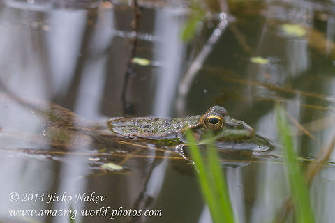 Marsh frog Marsh frog - Pelophylax ridibunda Bulgaria,Geotagged,Marsh Frog,Pelophylax ridibunda,Pelophylax ridibundus,amphibian,marsh frog,nature,rana ridibunda,ranidae