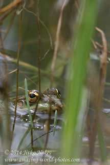 Marsh frog Marsh frog - Pelophylax ridibunda Bulgaria,Geotagged,Marsh Frog,Pelophylax ridibunda,Pelophylax ridibundus,amphibian,marsh frog,nature,rana ridibunda,ranidae
