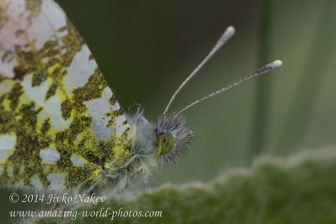 Orange Tip Butterfly Close up Orange Tip Butterfly - Anthocharis cardamines Anthocharis cardamines,Bulgaria,Euchloe cardamines,Geotagged,Orange Tip Butterfly,Pieridae,insect,lepidoptera,nature,orange tip