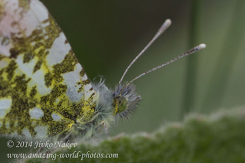 Orange Tip Butterfly Close up Orange Tip Butterfly - Anthocharis cardamines Anthocharis cardamines,Bulgaria,Euchloe cardamines,Geotagged,Orange Tip Butterfly,Pieridae,insect,lepidoptera,nature,orange tip