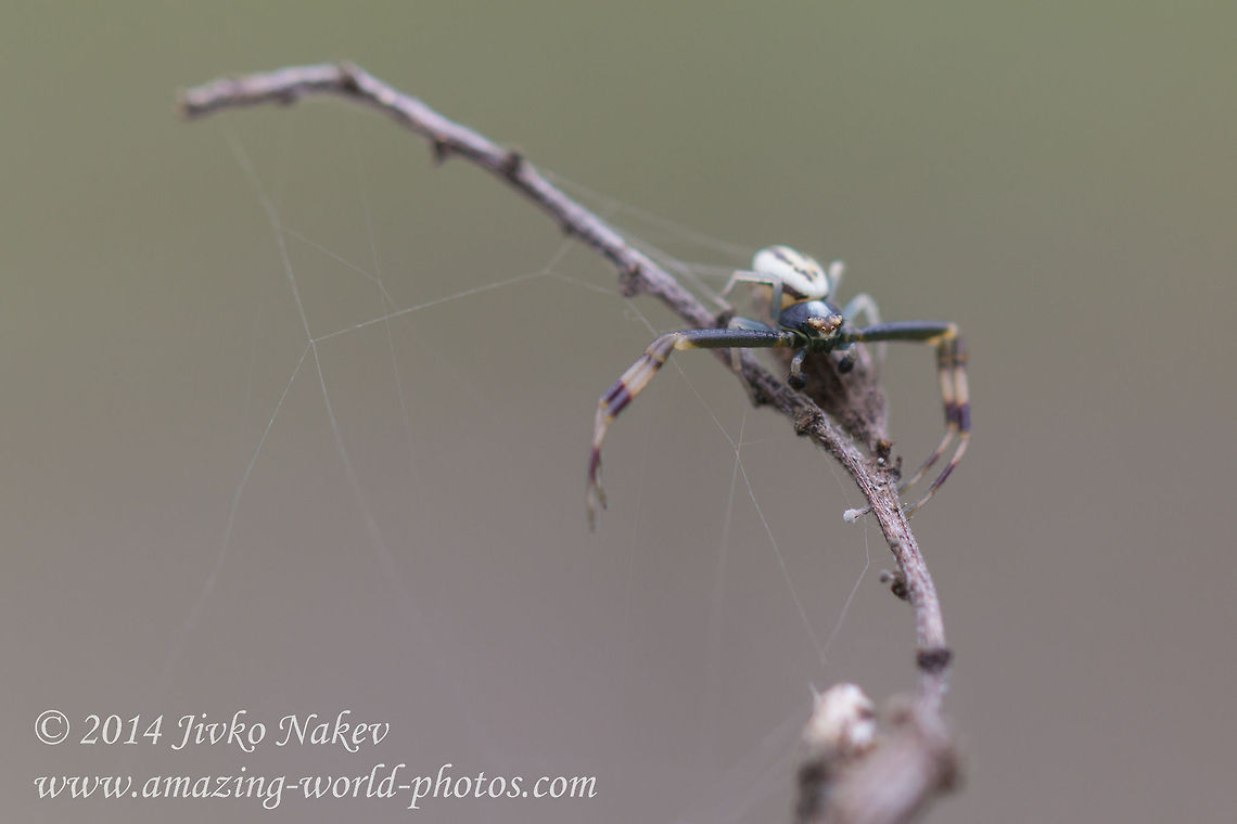 Goldenrod Crab Spider male Goldenrod Crab Spider male - Misumena vatia<br />
 Bulgaria,Geotagged,Goldenrod crab spider,Misumena vatia,anemone,arachnida,araneae,arthropoda,flower crab spider,misumena vatia,nature