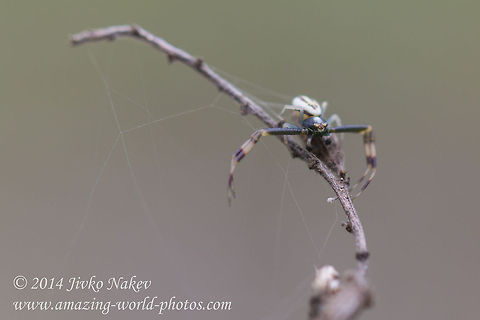 Goldenrod Crab Spider male Goldenrod Crab Spider male - Misumena vatia
 Bulgaria,Geotagged,Goldenrod crab spider,Misumena vatia,anemone,arachnida,araneae,arthropoda,flower crab spider,misumena vatia,nature