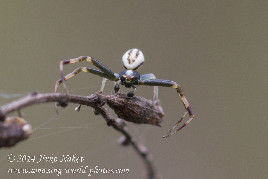 Goldenrod Crab Spider male Goldenrod Crab Spider male - Misumena vatia<br />
 Bulgaria,Geotagged,Goldenrod crab spider,Misumena vatia,anemone,arachnida,araneae,arthropoda,flower crab spider,misumena vatia,nature