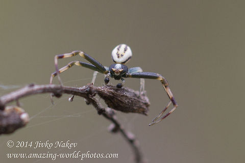 Goldenrod Crab Spider male Goldenrod Crab Spider male - Misumena vatia
 Bulgaria,Geotagged,Goldenrod crab spider,Misumena vatia,anemone,arachnida,araneae,arthropoda,flower crab spider,misumena vatia,nature