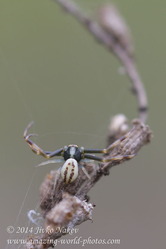 Goldenrod Crab Spider male Goldenrod Crab Spider male - Misumena vatia<br />
 Bulgaria,Geotagged,Goldenrod crab spider,Misumena vatia,anemone,arachnida,araneae,arthropoda,flower crab spider,misumena vatia,nature