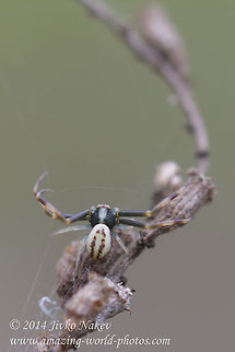 Goldenrod Crab Spider male Goldenrod Crab Spider male - Misumena vatia
 Bulgaria,Geotagged,Goldenrod crab spider,Misumena vatia,anemone,arachnida,araneae,arthropoda,flower crab spider,misumena vatia,nature