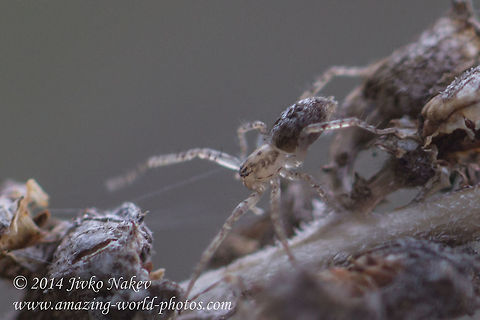 Miniature spider - about 5-7 mm  Bulgaria,Geotagged,arachnida,araneae,arthropoda,crab spider,nature
